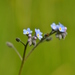 Field Forget-Me-Not - Photo (c) laurent subra, some rights reserved (CC BY-NC-SA)