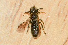 Panurginus polytrichus