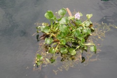 Pontederia crassipes