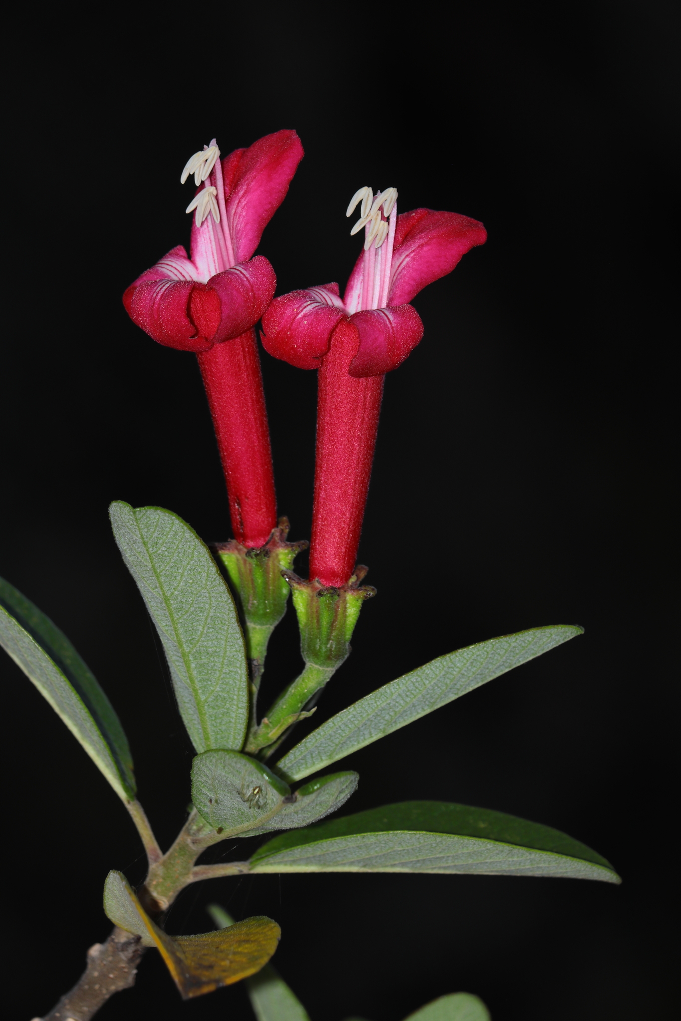 Delostoma lobbii