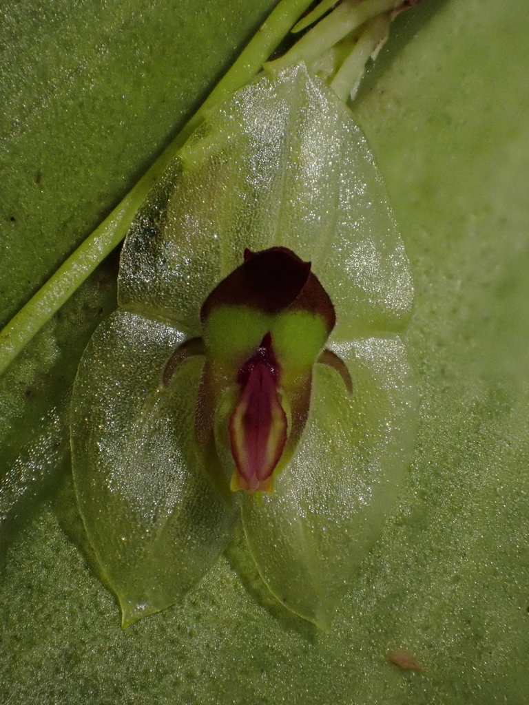 Lepanthes ollaris