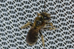 Panurginus polytrichus