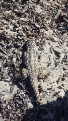 Sceloporus zosteromus