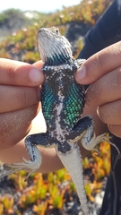 Sceloporus zosteromus