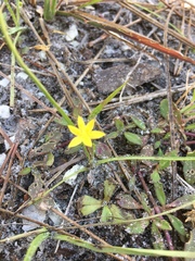 Hypoxis juncea