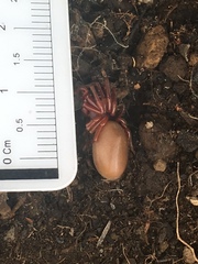 Dysdera