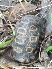 Kinixys belliana