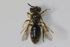Panurginus polytrichus