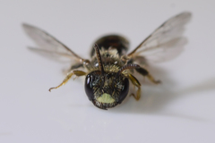 Panurginus polytrichus