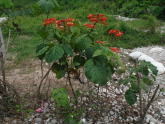 Clerodendrum buchananii