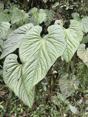 Anthurium formosum image