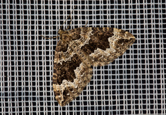 Lampropteryx suffumata