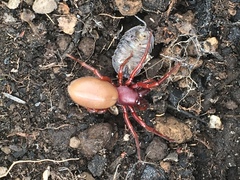 Dysdera