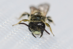 Panurginus polytrichus