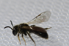 Panurginus polytrichus