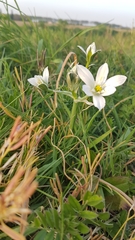 Ornithogalum umbellatum