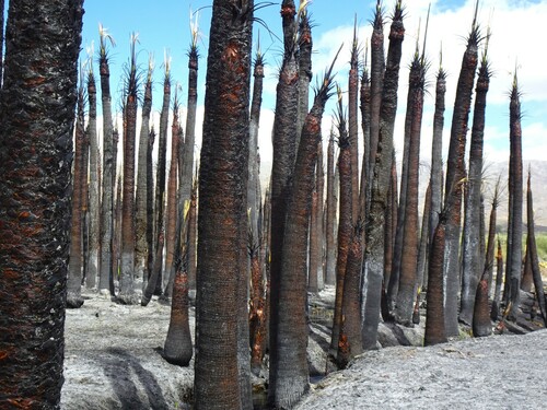 Washingtonia filifera iNat (1)