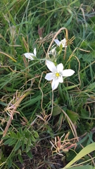 Ornithogalum umbellatum