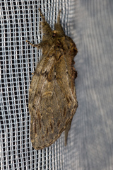 Peridea anceps