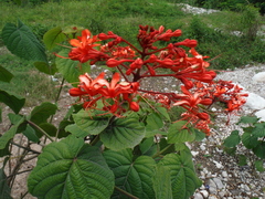 Clerodendrum buchananii