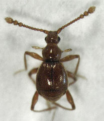 Gerallus punctipennis