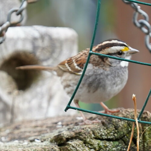 White-throated Sparrow photographed in Arizona