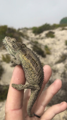 Bradypodion occidentale