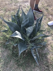 Agave salmiana