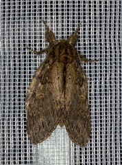 Peridea anceps