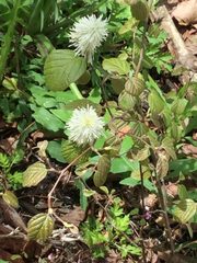 Fothergilla