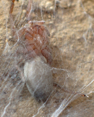 Herpyllus hesperolus