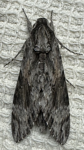 Convolvulus Hawkmoth