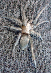 Herpyllus hesperolus