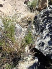 Restio gaudichaudianus