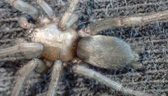 Herpyllus hesperolus