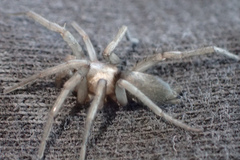 Herpyllus hesperolus