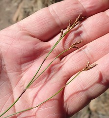 Restio gaudichaudianus