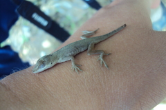Anolis mariarum