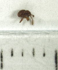 Gerallus punctipennis