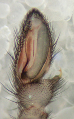 Herpyllus hesperolus