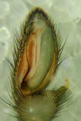 Herpyllus hesperolus