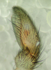 Herpyllus hesperolus