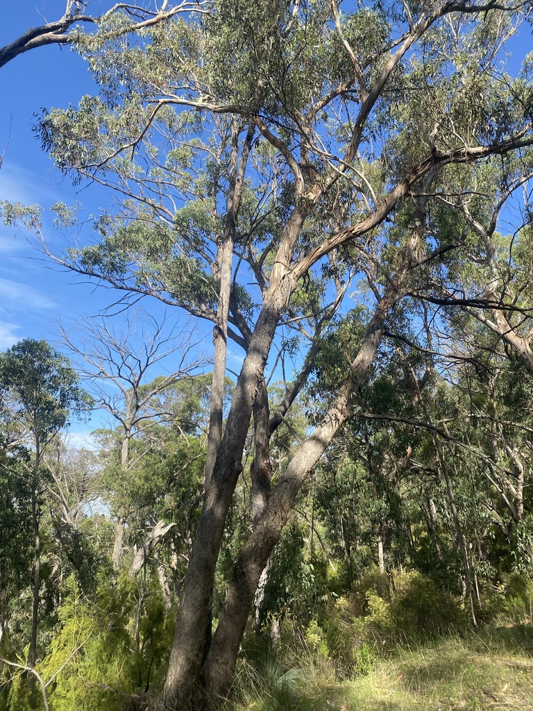 Eucalyptus laevopinea from Mount Kaputar National Park, Kaputar, NSW ...