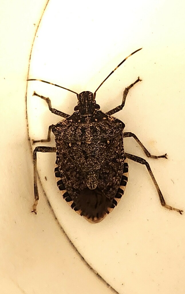 Brown Triangular Bug Brown Marmorated Stink Bug from Savage, MD, USA on February 29, 2024 at ...