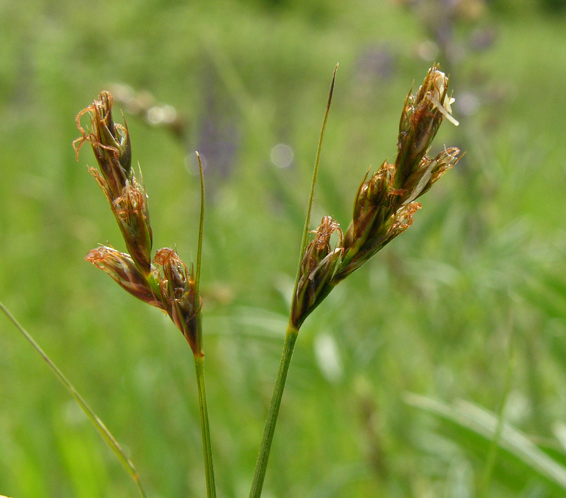Carex tumulicola