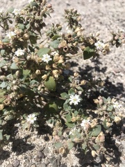 Drymaria holosteoides