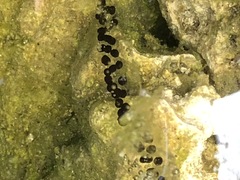 Bufo bufo