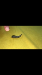 Haemadipsa interrupta