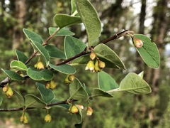 Cotoneaster tomentosus