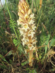 Orobanche alba